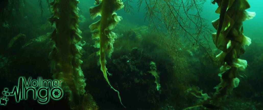 kelp algen ingo vollmer